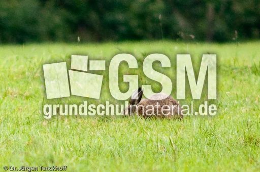 Feldhase (15 von 18).jpg